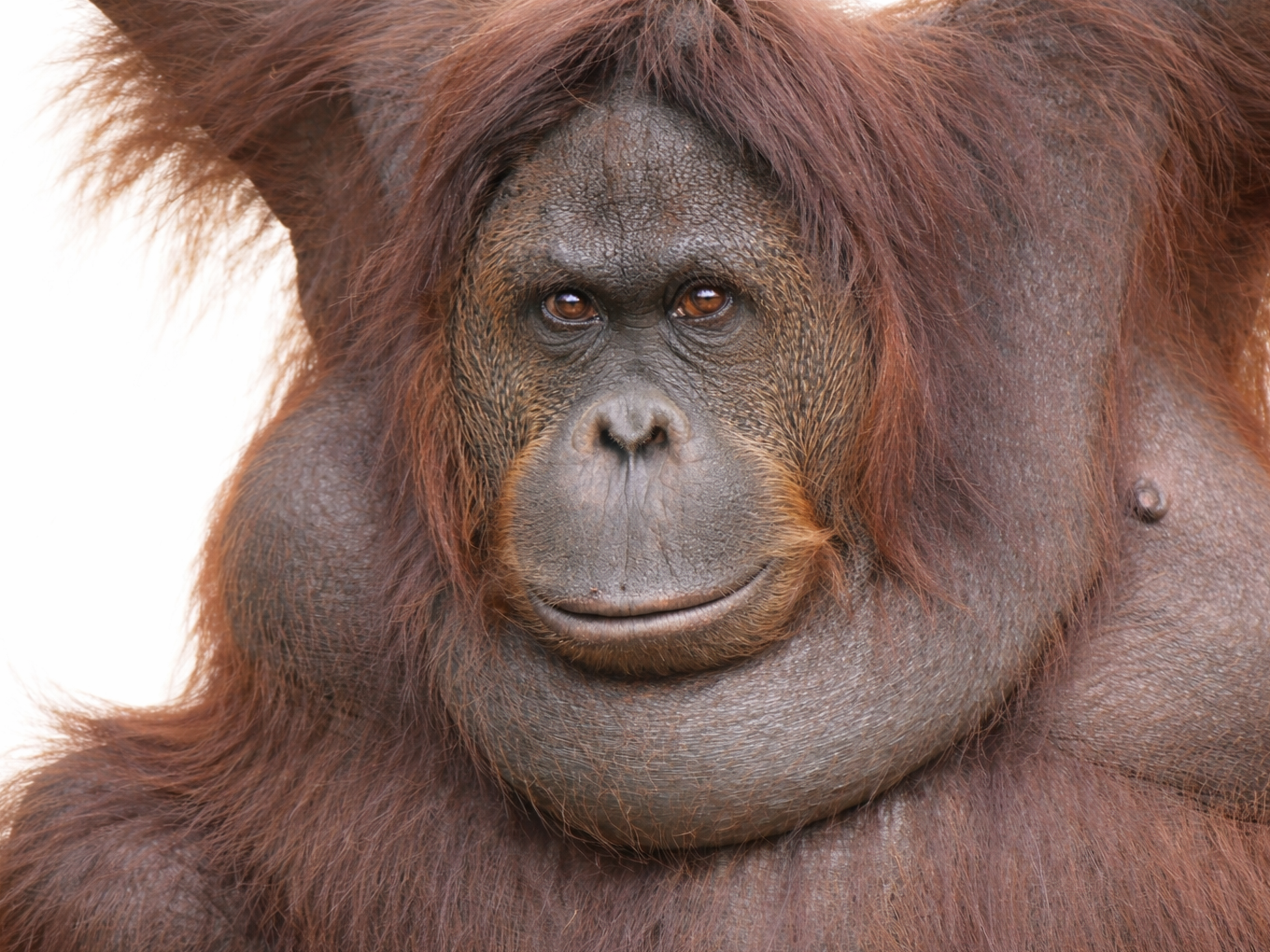 Orangutan in rainforest