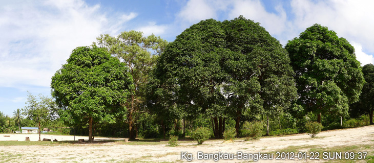 Big mango trees of Kg. Bangkau Bangkau, Pidas