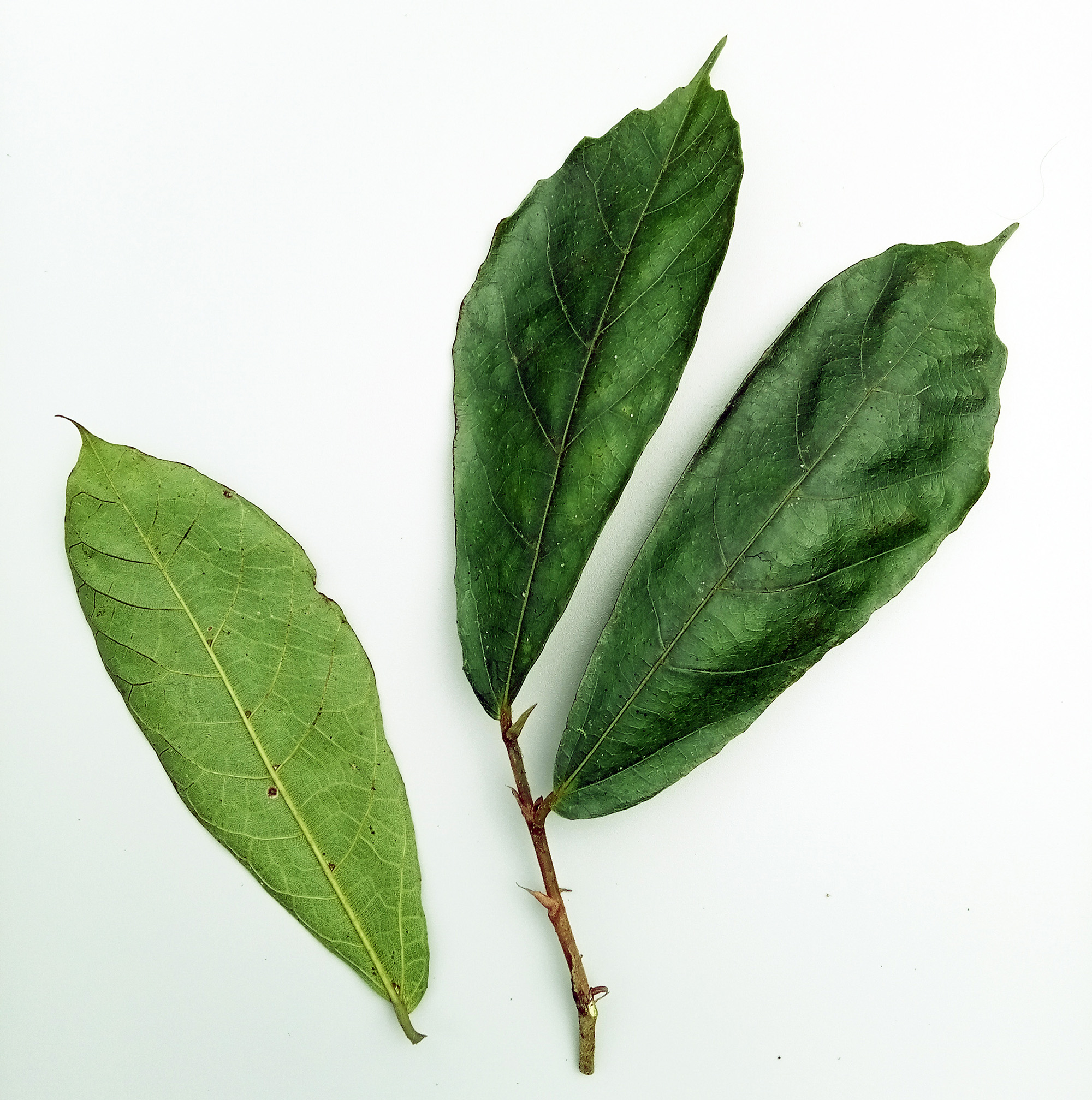 Leaves of Ficus scaberrima 粗葉榕