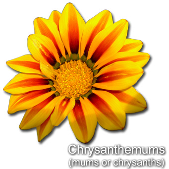 Chrysanthemums  (mums or chrysanths)