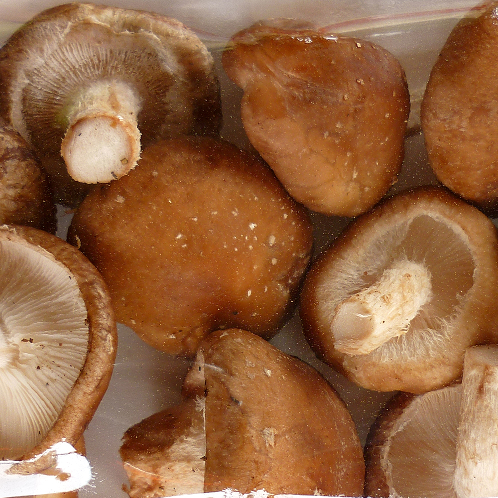 fresh mushrooms
