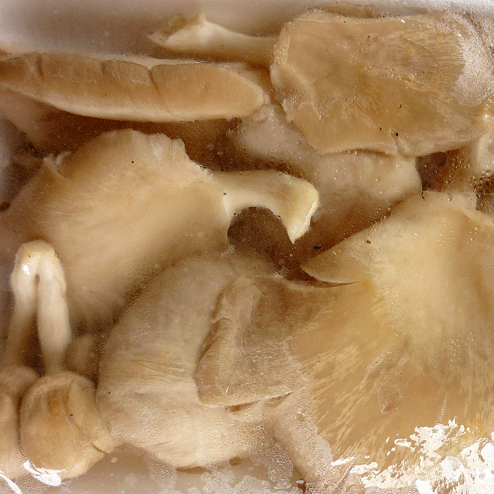fresh mushrooms