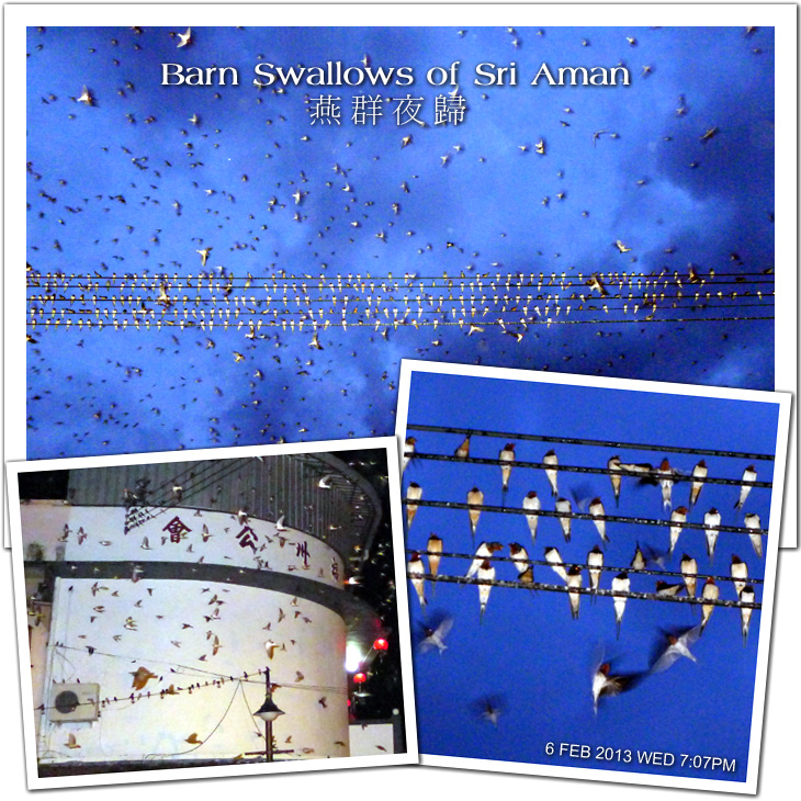 Barn Swallows of Sri Aman
