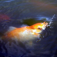 Chinese carps in pond