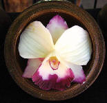 Soap carvings in Chiang Mai