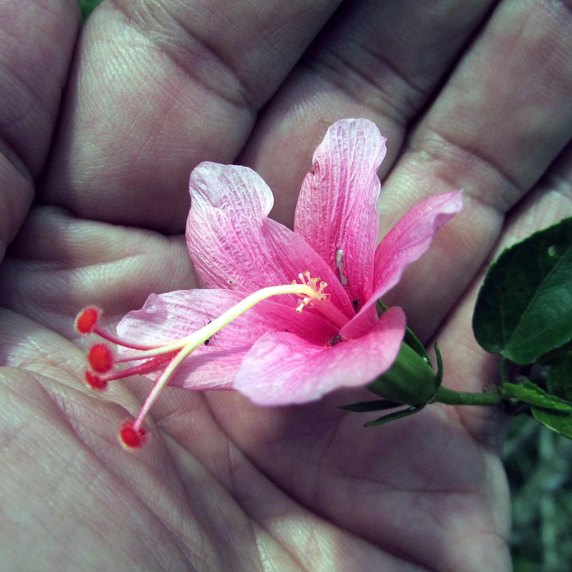 Hibiscus flowers at the garden of Brumas Countryside Lodge