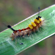 A caterpillar photographed in the Tawau district