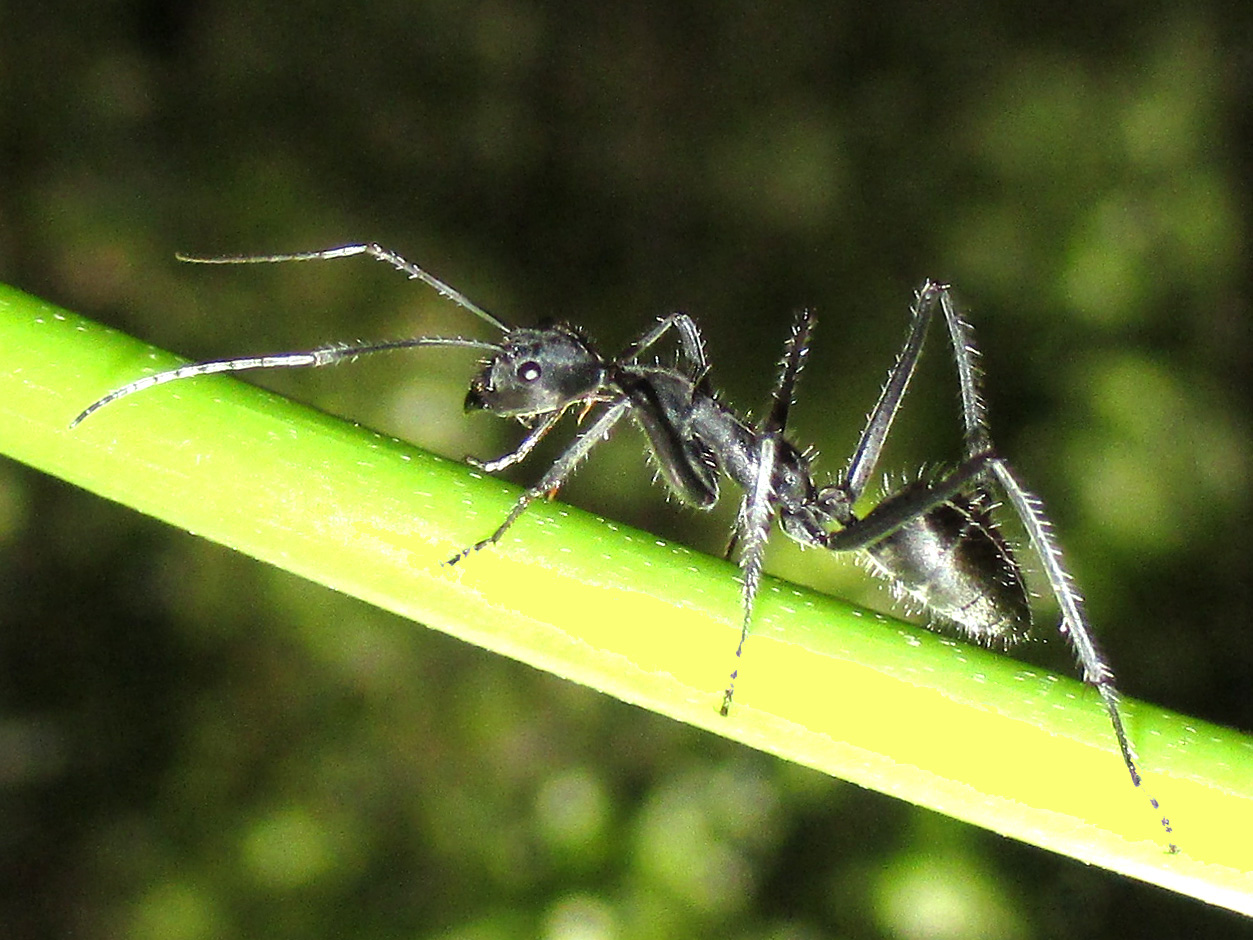 A shiny black ant about 10 mm long, seen from the side, walking along a bright green grass stem that crosses the frame diagonally. Its long slender legs and long antennae carry stiff pale bristles that catch the flash. The antennae bend sharply at an elbow and sweep forward and to the left, well clear of the head. The head has a large round eye set high and well back, and short dark triangular jaws. Behind a narrow waist the rounded abdomen is glossy black and thickly set with erect pale hairs. The background is dark green and out of focus.