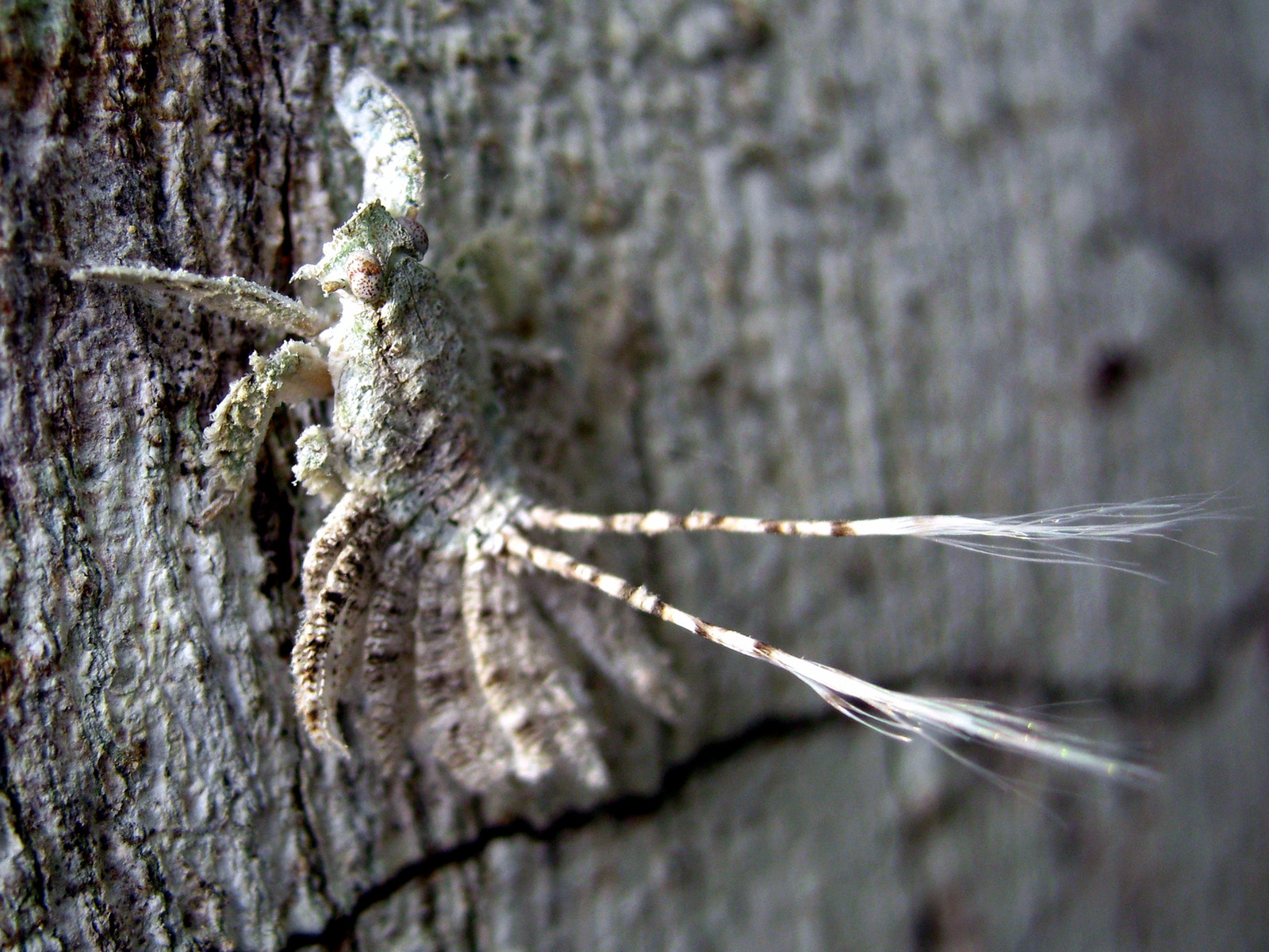 A small insect clinging to the trunk of a pale, lichen-covered tree, seen from the side. Its body is mottled white, grey-green and chocolate brown, matching the bark so closely that its outline is hard to follow. The head carries two prominent pale eyes speckled with dark dots. The legs and the front of the body are fringed and crusted, breaking up the animal's shape. From the rear of the abdomen two long tails project backwards, banded alternately brown and white along their length, each ending in a loose spray of fine white filaments that curve away like feathers. There are no wings.