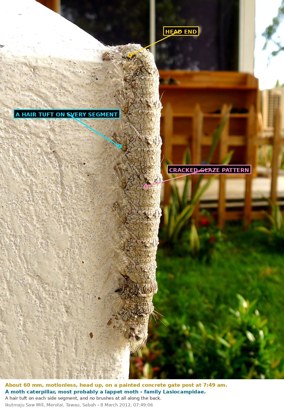 A large pale caterpillar clinging vertically to the corner of a white-painted concrete post, head upwards. Its body is bone-white finely cracked all over with black like crazed glaze, with a dense tuft of long pale hair low on each segment forming a fringe against the concrete, and a smooth bare back. A garden and a wooden shelter are out of focus behind.
