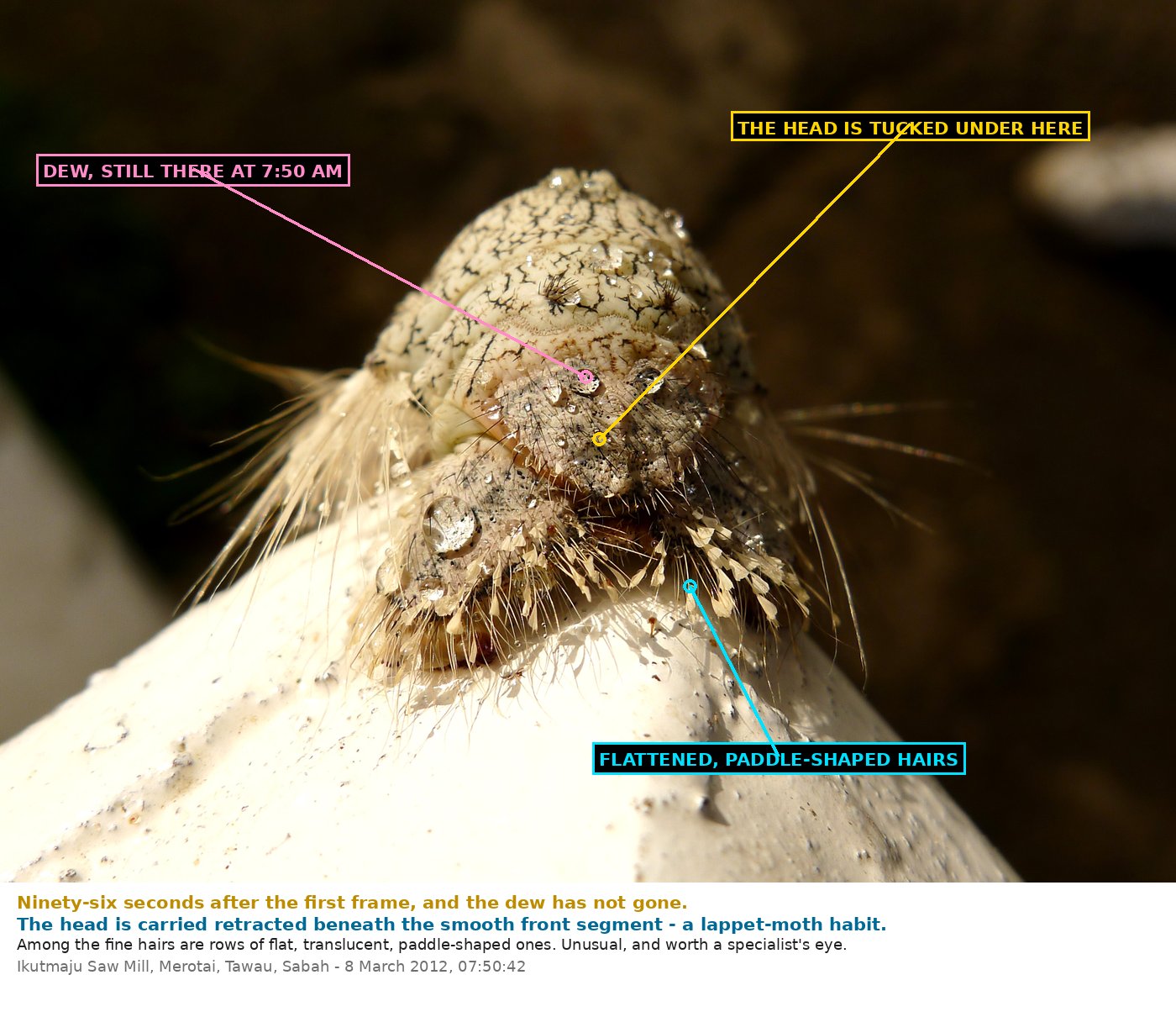 The same front end with labels. One label points to the head, tucked under the smooth front segment; another to rows of flattened, paddle-shaped hairs among the fine ones; another to a dew drop still lying on the head.