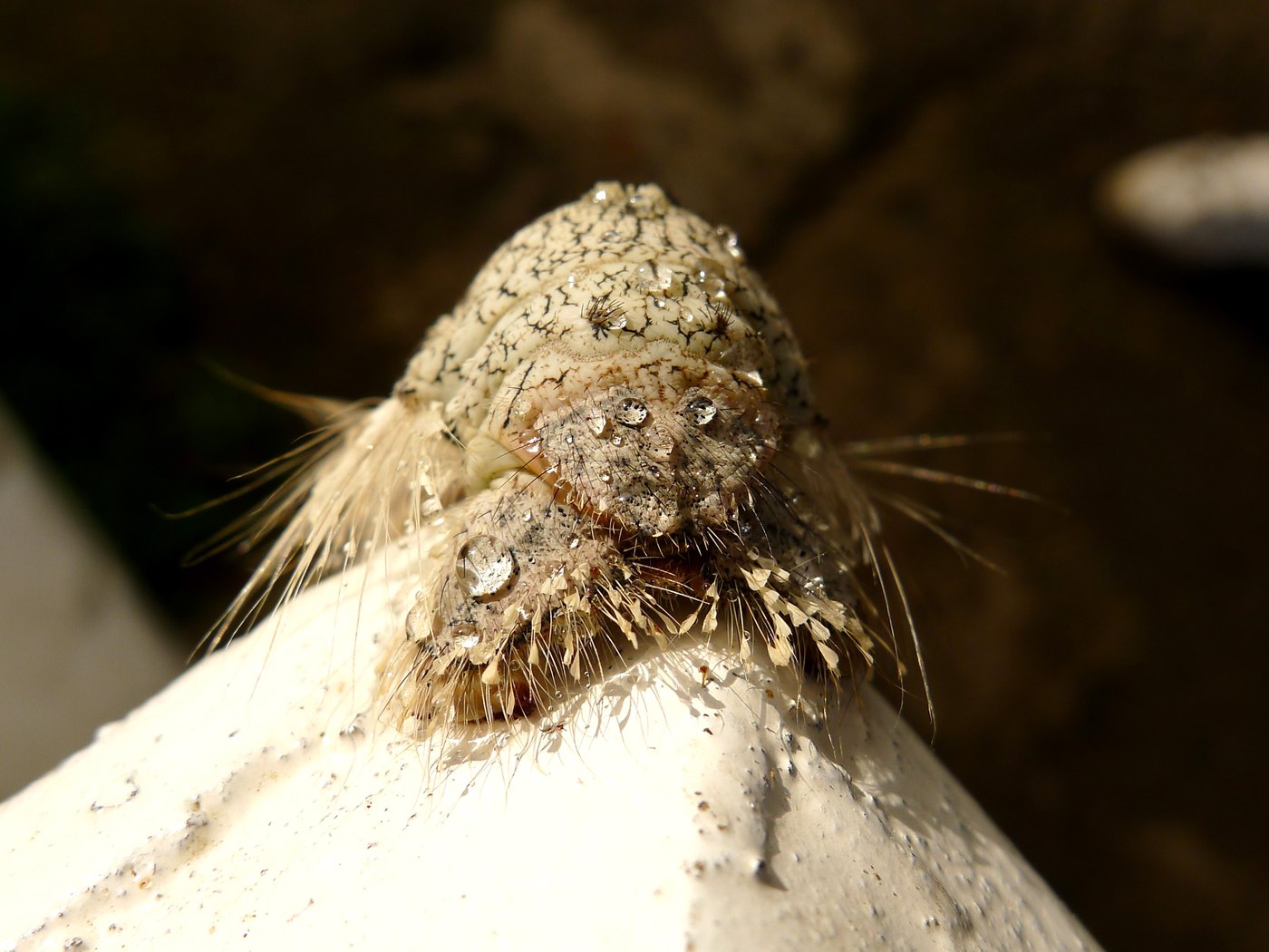 The dew-covered front end of a large pale caterpillar, probably a lappet moth, on a painted concrete post