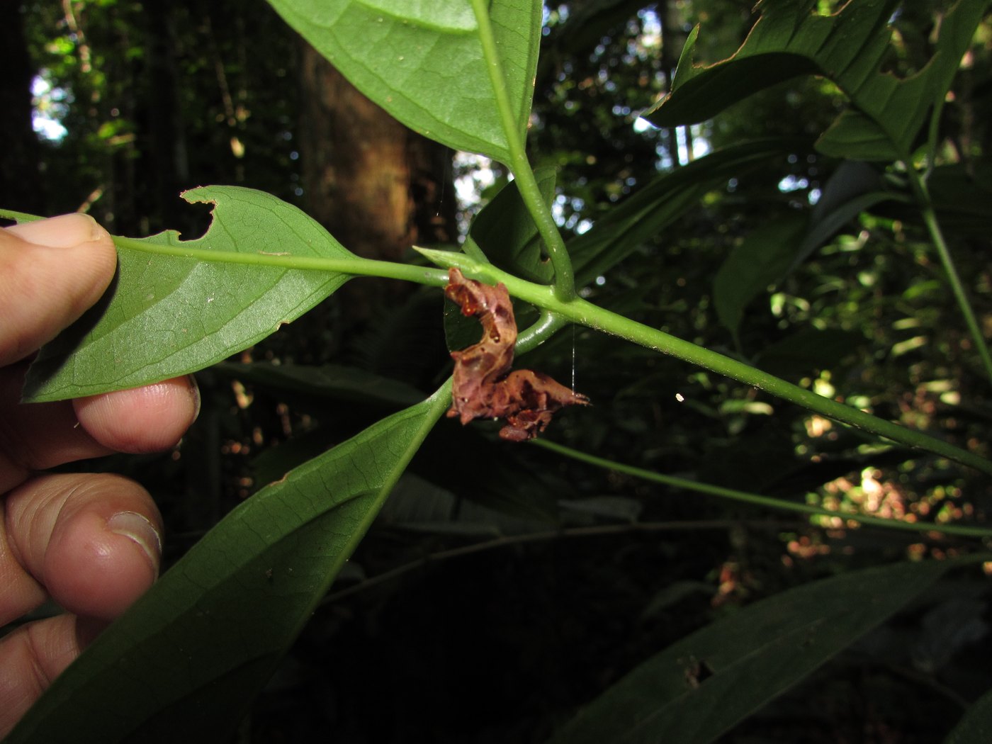 A shrub with opposite elliptic green leaves on a smooth green stem, photographed at eye level in forest shade. A hand at the left holds one leaf aside. At the centre of the picture, at the fork where two leaves and a side shoot meet, hangs a small reddish-brown angular object about the size of a thumb joint, easily mistaken for a crumpled dead leaf.