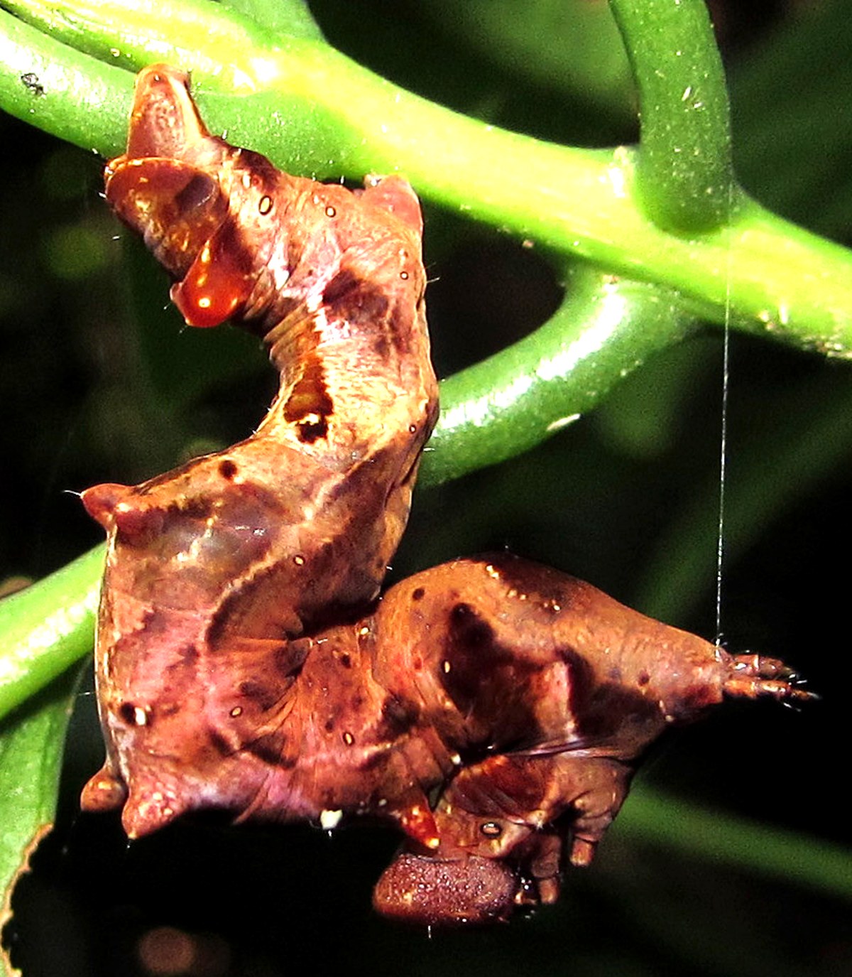 Close view of the same animal, brightened. A dark reddish-brown caterpillar blotched with purple-black and streaked with pale bone-colour, arched into a tight S against a green stem. The front end is raised and bent back with a glossy dark red head capsule beneath it, the middle of the body grips the stem, and the swollen last segment is carried up over the back and ends in a pair of slender processes tipped with dark bristles. A fine strand of silk hangs in the air to the right.