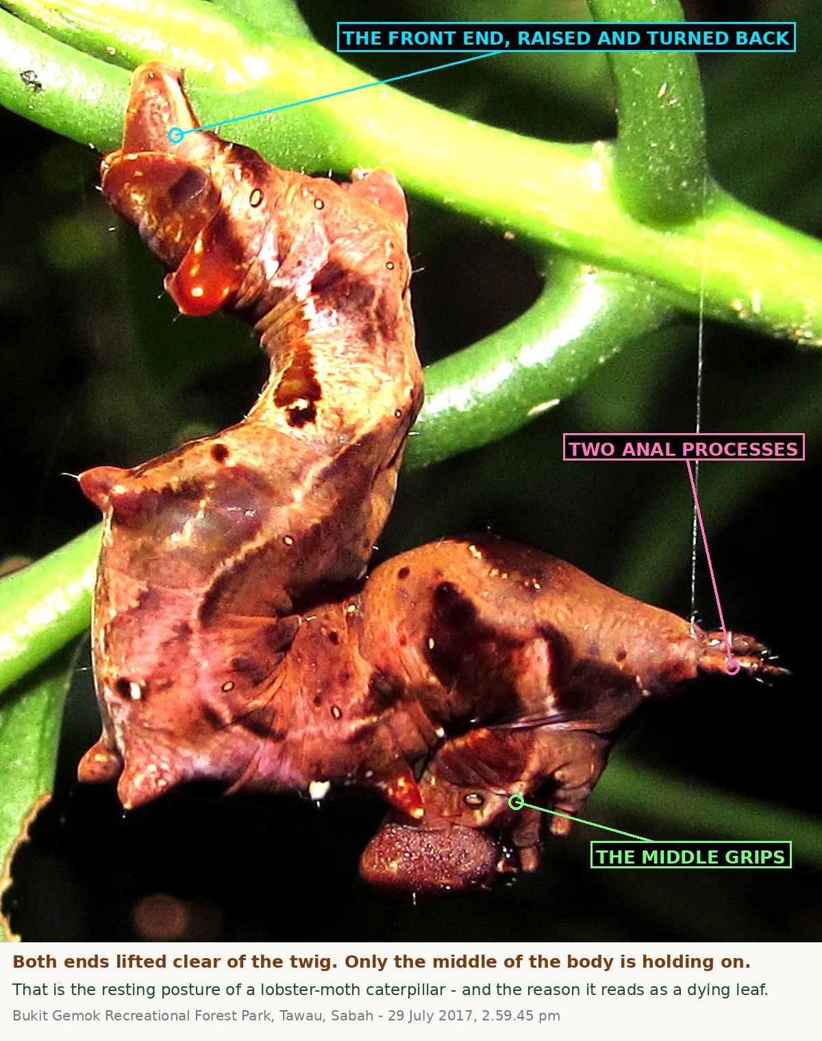 The same close view with three labels. One points to the raised, turned-back front end of the caterpillar; one to the pair of slender processes at the rear; one to the prolegs gripping the stem beneath the middle of the body.