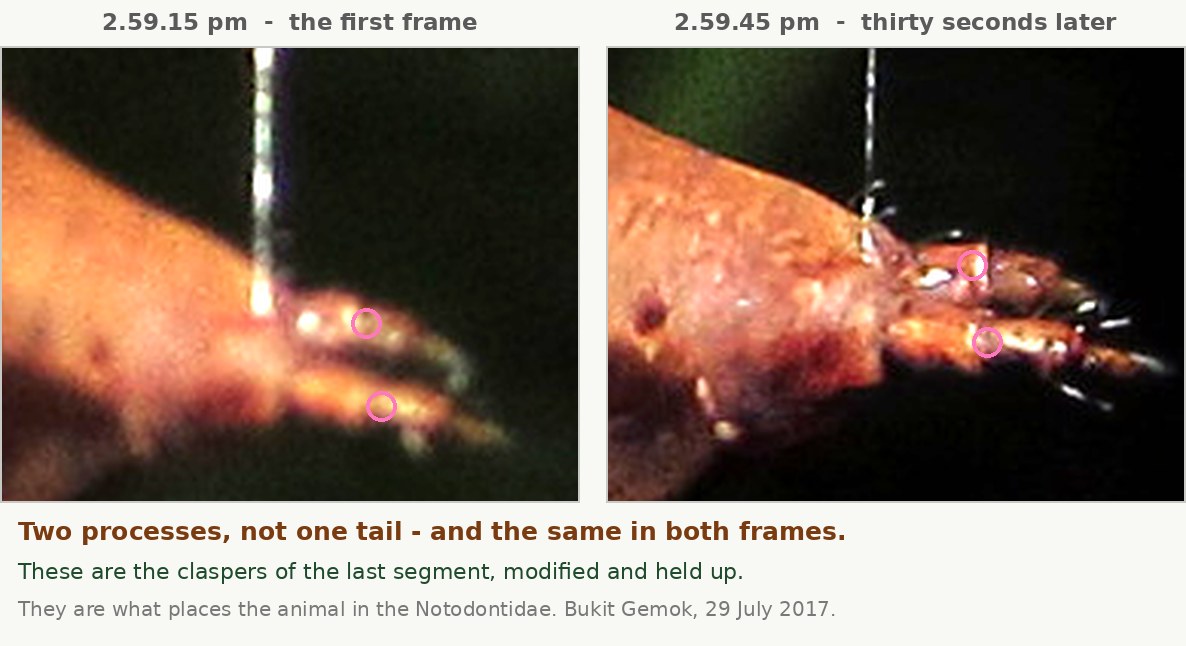 Two enlarged views of the caterpillar's rear end side by side, one from each photograph, thirty seconds apart. Both show a swollen segment tapering to two separate slender processes, each ending in fine dark bristles, circled in pink.