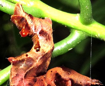 A reddish-brown caterpillar folded like a crumpled dead leaf at the tip of a shrub, Bukit Gemok, Sabah