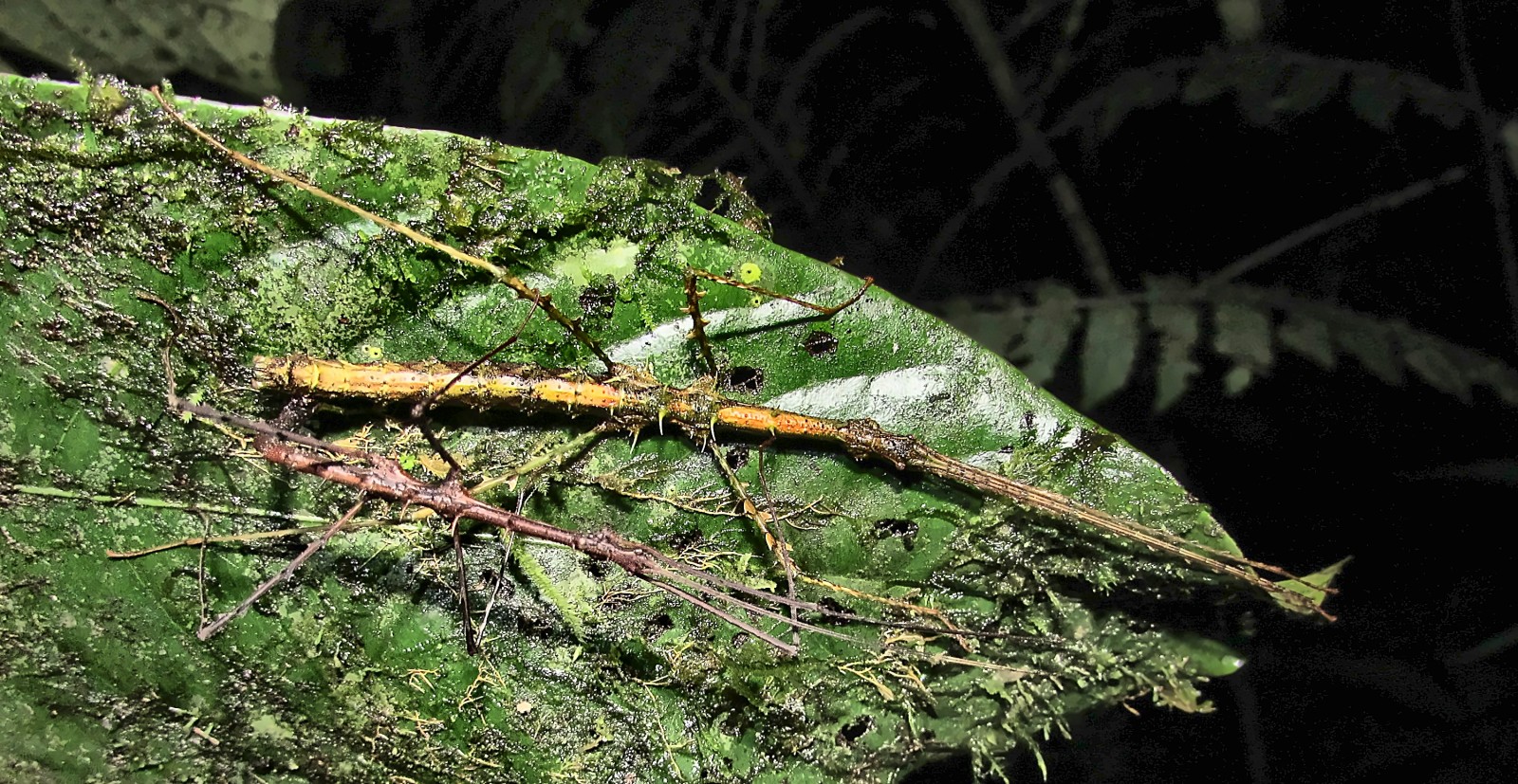 Dorsal view of the same mating pair of wingless stick insects on a moss-covered leaf at night. The larger yellow-orange female lies above, her body edged with short sharp spines; the smaller dark reddish-brown male lies below her. Long thin legs and antennae spread across the leaf and are hard to distinguish from the moss and epiphytes growing on it.