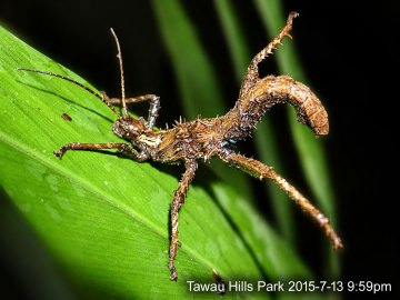 Spiny stick insect at night, Tawau Hills Park