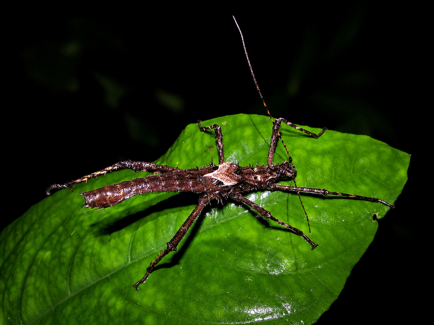A dark brown spiny stick insect resting on a broad glossy green leaf at night, lit by flash against a black background. Rows of short pale-tipped spines run along the thorax, abdomen and legs, and a conspicuous cream-white patch marks the top of the thorax. The long slender antennae are held forward and upward. The leaf surface is wet and reflective after rain. No wings are visible.
