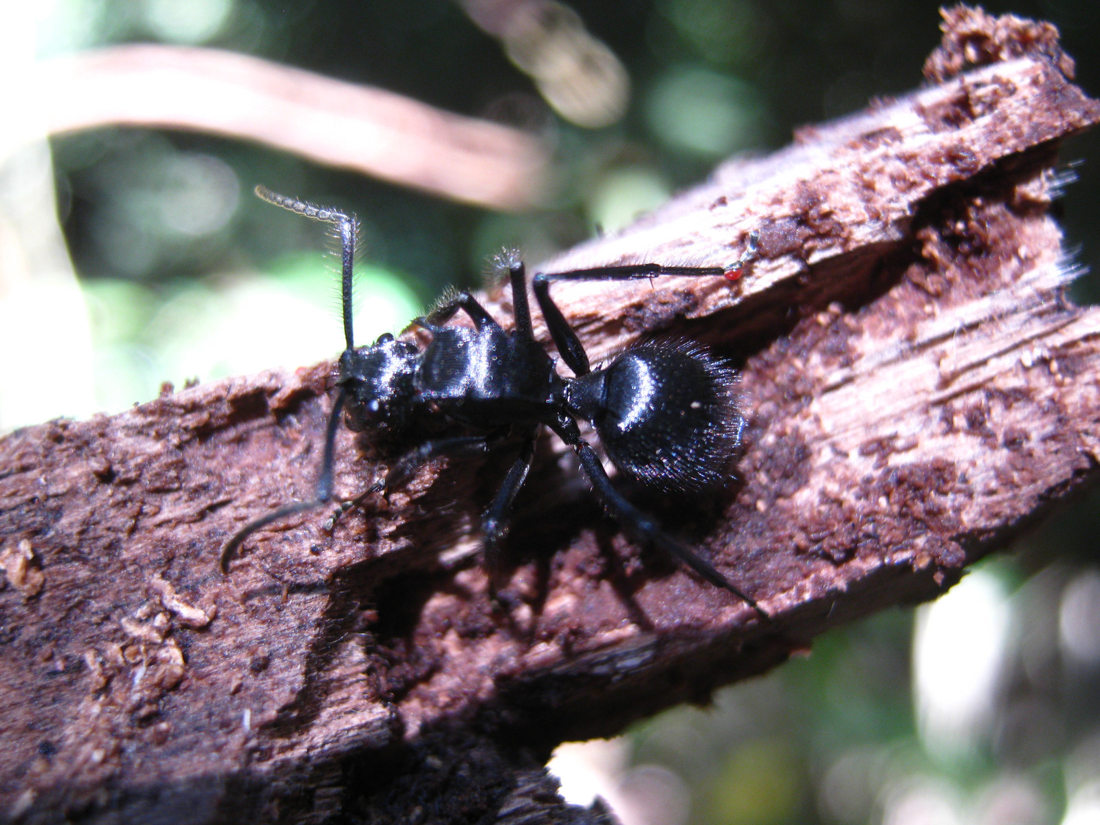 The same ant fifteen seconds later, seen from above and slightly behind as it walks along the edge of the wood. The thorax is seen from the top: a long, flattened, densely pitted surface with a sharp raised margin down each side. Between the thorax and the large globular abdomen a low, transverse, smoothly rounded waist segment is visible, partly crossed by a leg and lying in the abdomen's shadow. A small bright red rounded body sits at the tip of the foreleg where it grips the wood.