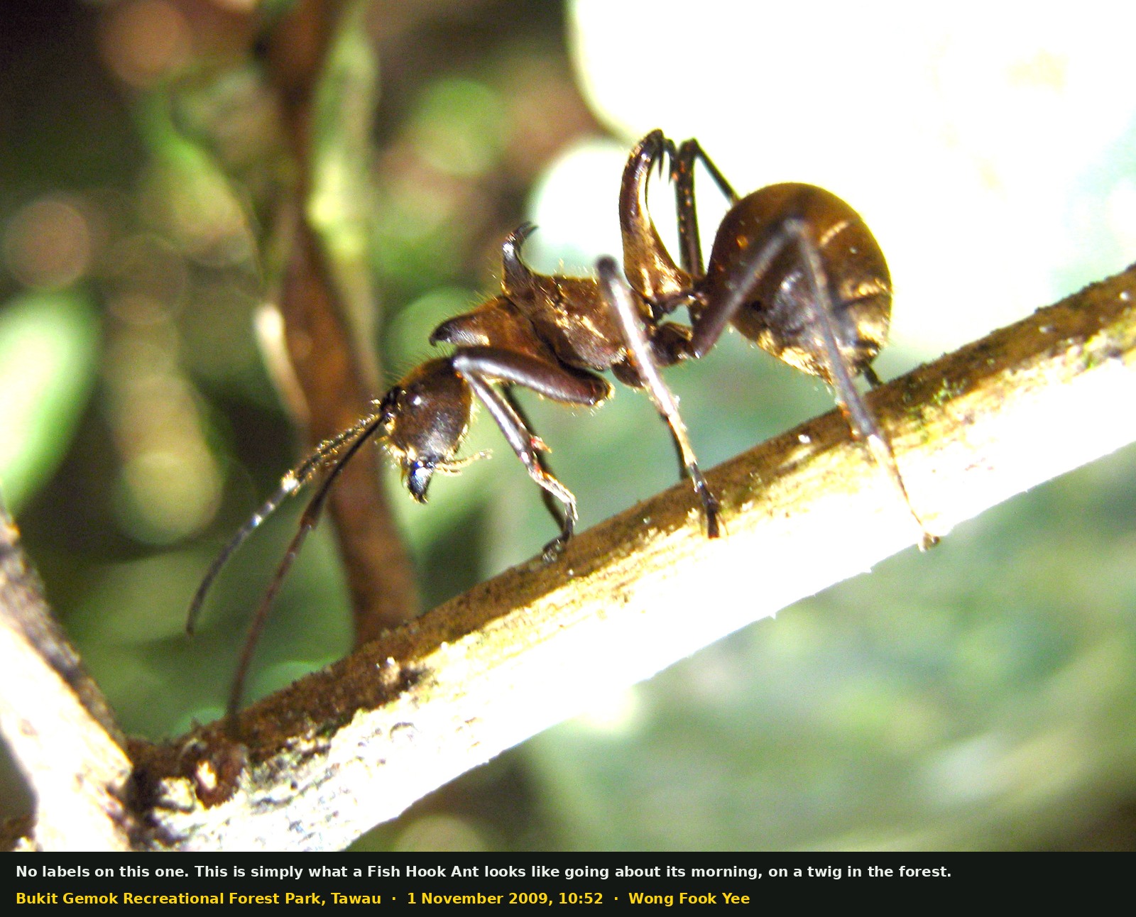 The same ant seven minutes later, in profile on a thin sunlit twig, with the forest blurred green and gold behind it. The body is orange-brown and glossy, the hooks on the thorax and waist stand up sharply, and the legs and antennae are long and black.