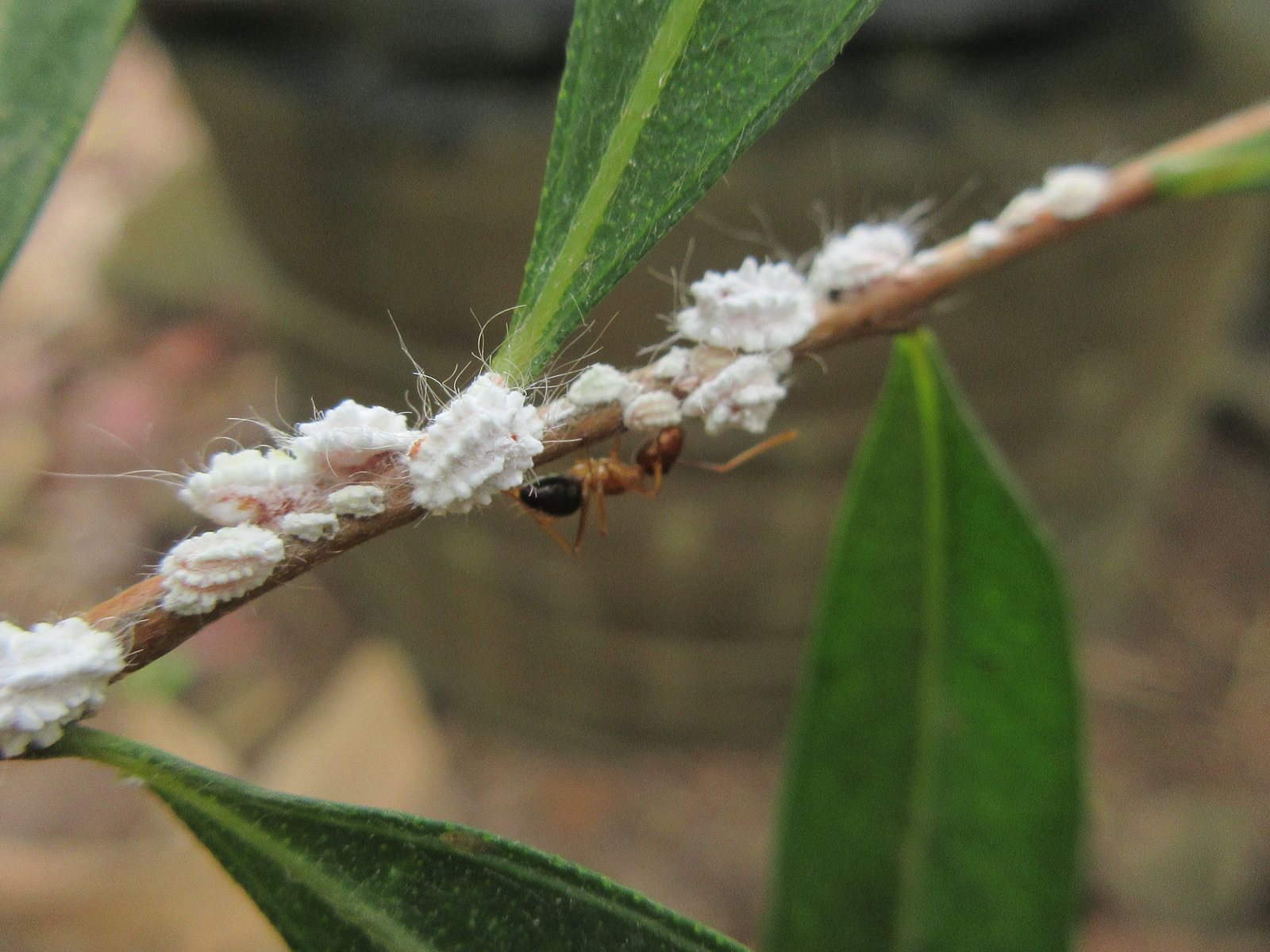 A thin reddish-brown stem runs across the picture between narrow green leaves. Along it sit about a dozen small oval insects covered in thick white wax, the wax raised in neat ridges, with long fine glassy threads sticking out around them. Underneath the stem an ant with an orange-red head, thorax and legs and a glossy black abdomen is walking among them. The nursery behind is out of focus.