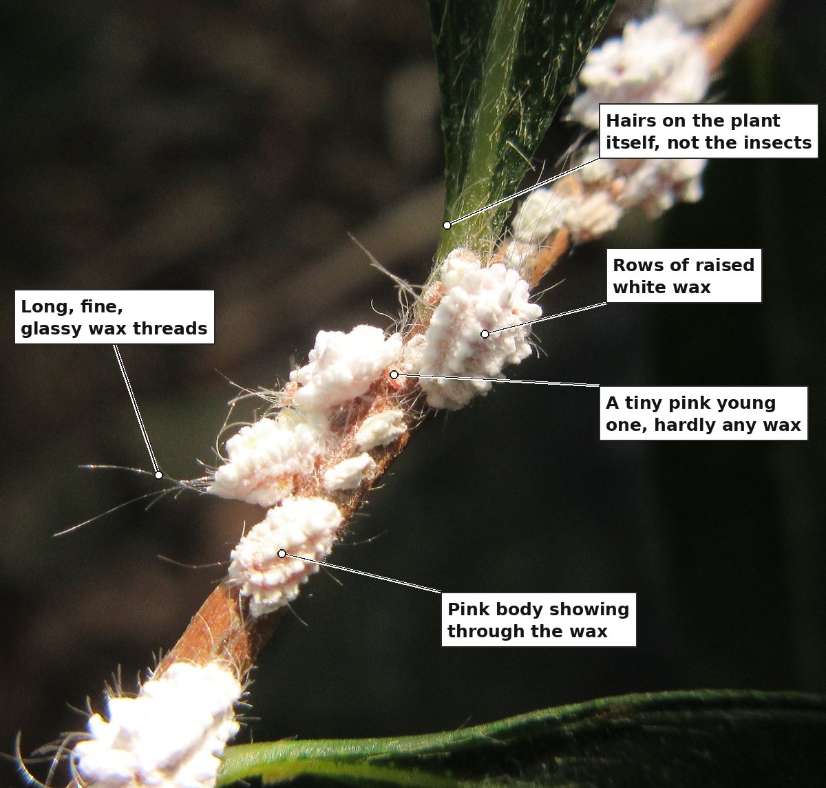 A close view of the same kind of insects on the stem, against a dark background, with five labels: hairs on the plant itself near a leaf base, not the insects; rows of raised white wax on the largest insect; a tiny pink young one with hardly any wax, sitting on the stem between two larger ones; long, fine, glassy wax threads trailing out to the left; and a pink body showing through the wax of a lower insect.
