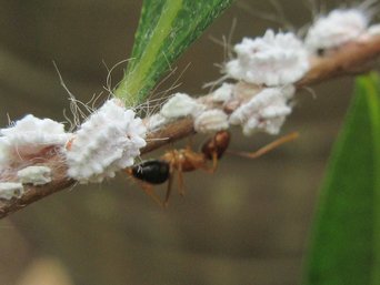White wax-covered scale insects in a line along a sapling stem, with an orange-red and black ant walking among them