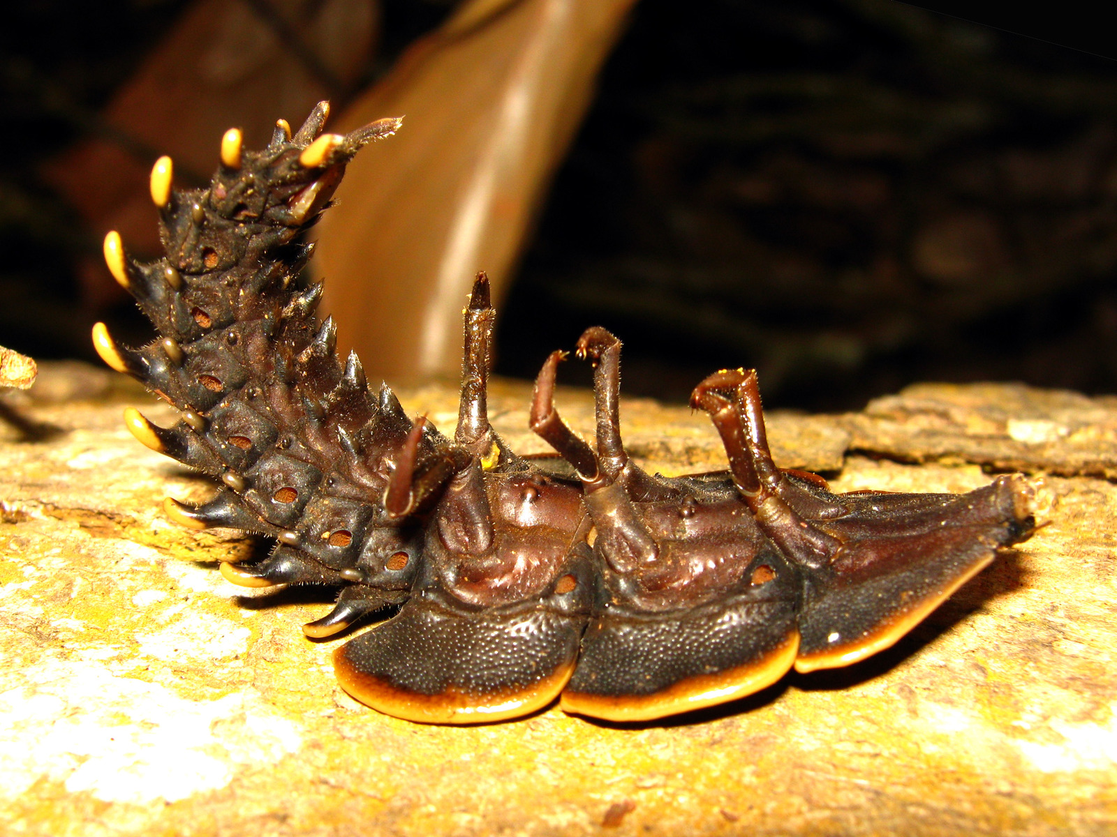 A large flattened dark insect lying on a pale fallen branch at night, lit by flash. Its body is built of broad overlapping plates edged in orange-tan, heavily pitted and sculptured, growing narrower towards the rear where each segment carries a pair of outward-curving spines tipped with pale orange. The animal is upside down: three pairs of dark legs project upward from the underside, and the rear half of the body is curled up and back. The background is black forest litter.