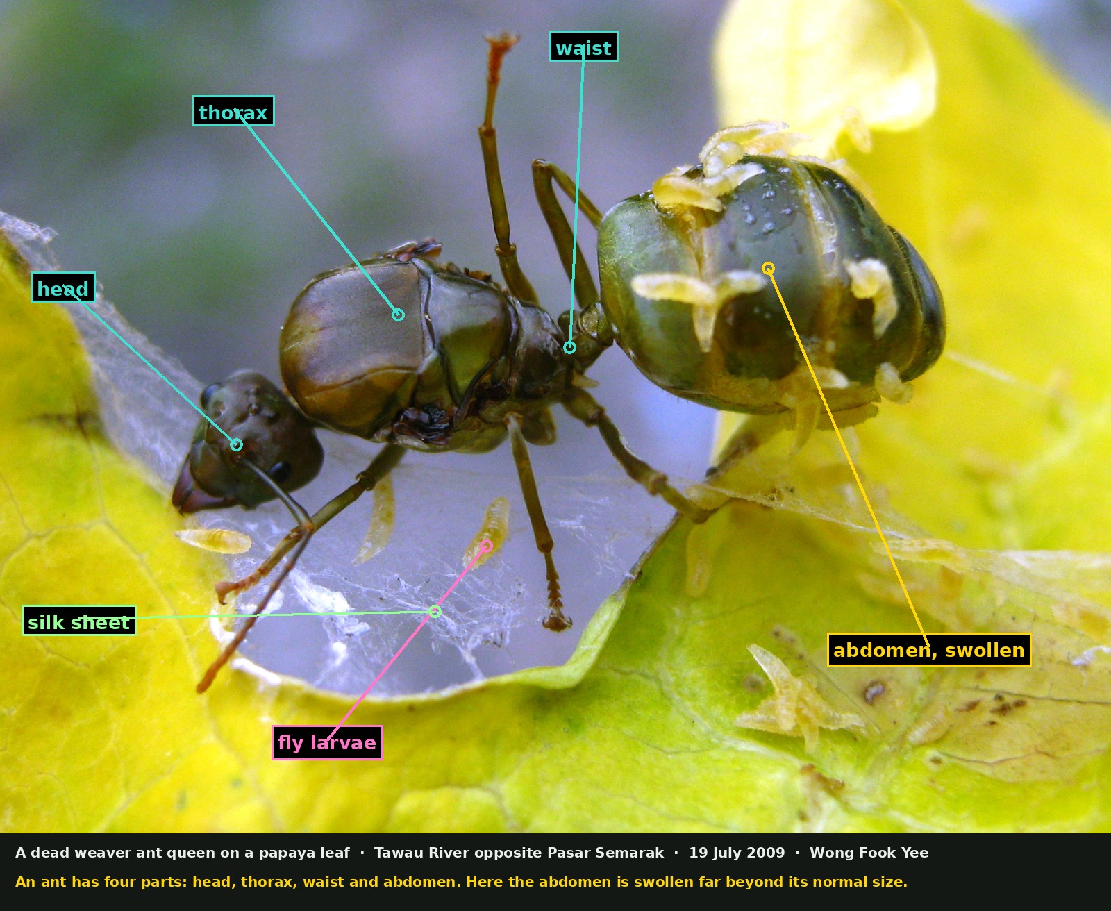 A dead green ant lying on a sheet of white silk that covers a hole in a yellowing papaya leaf. The ant's abdomen is swollen into a large round ball, far bigger than the rest of the body. Several small pale cream-coloured grubs lie on the abdomen, on the silk beneath the ant, and on the leaf beside it. Labels mark the head, the thorax, the waist, the swollen abdomen, the fly larvae and the silk sheet.