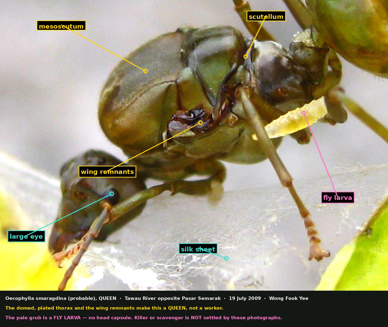 A close view of the front half of the same green ant. Labels point to a large smooth domed plate on the thorax called the mesoscutum, a smaller plate behind it called the scutellum, a mass of crumpled dark brown material at the wing bases labelled wing remnants, the large dark eye on the head, a pale fly larva lying against the body, and the white silk sheet beneath.