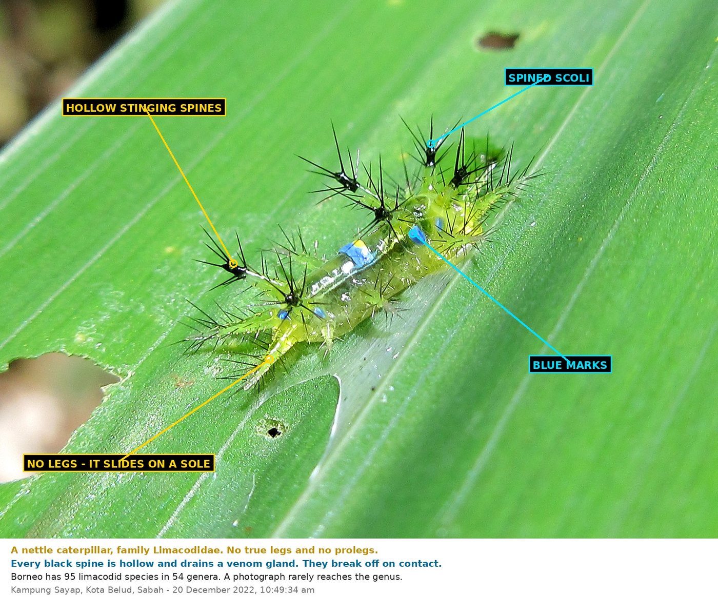 A nettle caterpillar, family Limacodidae, on a grass blade at Kampung Sayap
