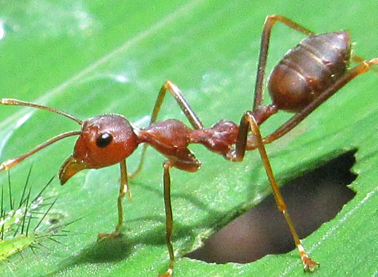 Close view of the same weaver ant in profile on the green grass blade: reddish-brown, with very long legs, a large convex head with a prominent black eye, long slender antennae, a narrow waist and a smooth rounded abdomen.