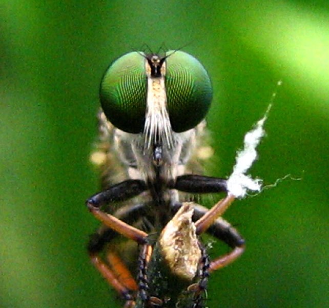 A robber fly with large green eyes holding prey