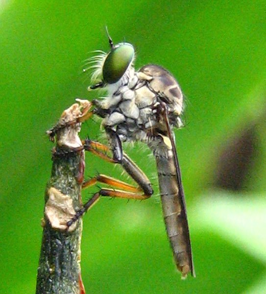 A grey robber fly with a long abdomen perched on a twig, holding prey.