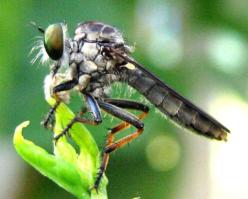 A grey robber fly with green eyes and long legs perched on a green leaf tip.