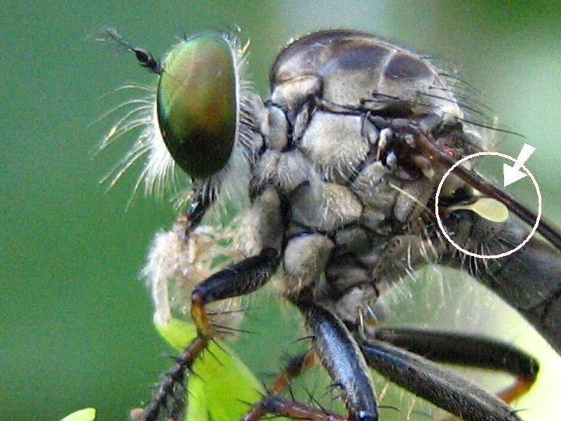 Close-up of a robber fly thorax with a small pale yellow knob circled behind the wing base.