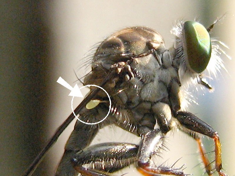 A robber fly side view with an arrow pointing to a small yellow knob below the wing.