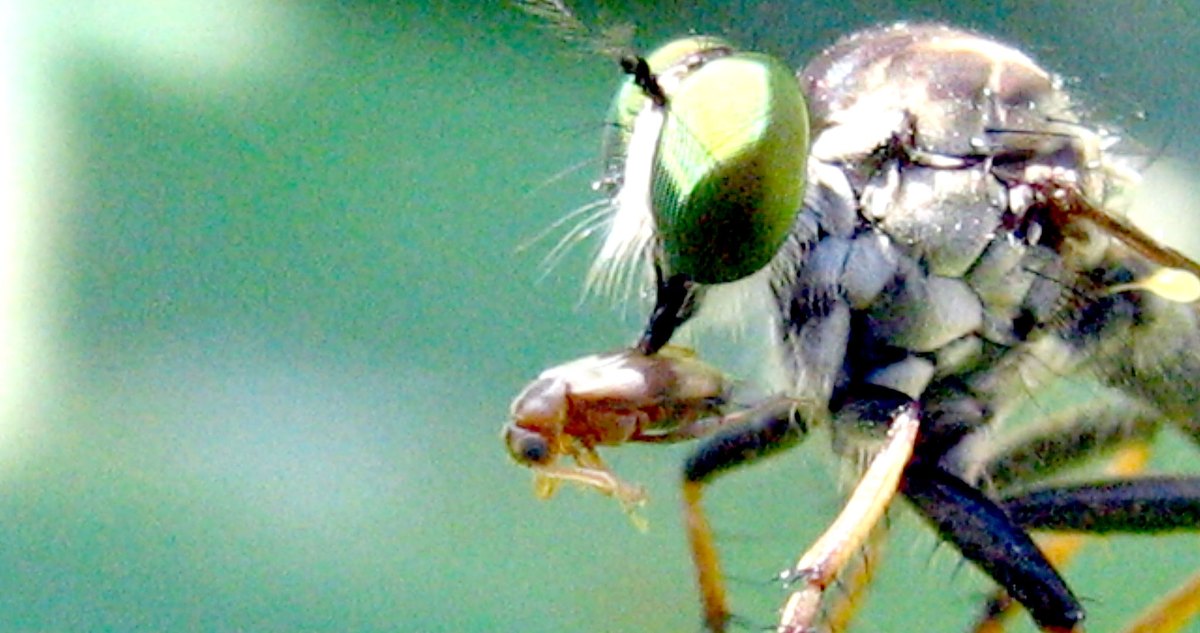 A robber fly with green eyes holding an insect with its legs and beak.
