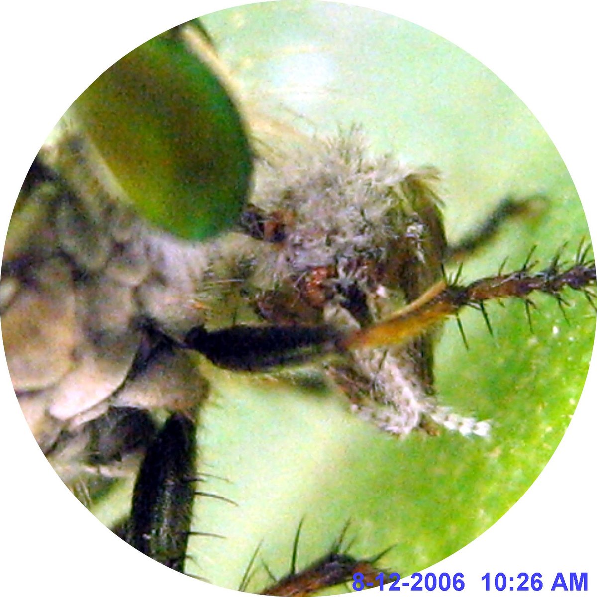 Close circular view of a robber fly holding a hairy prey insect.