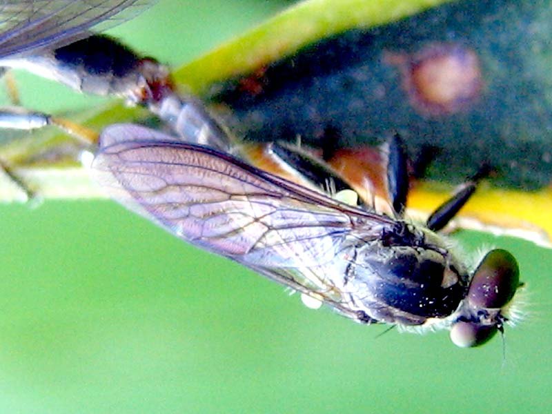 A pair of mating robber flies seen from above.