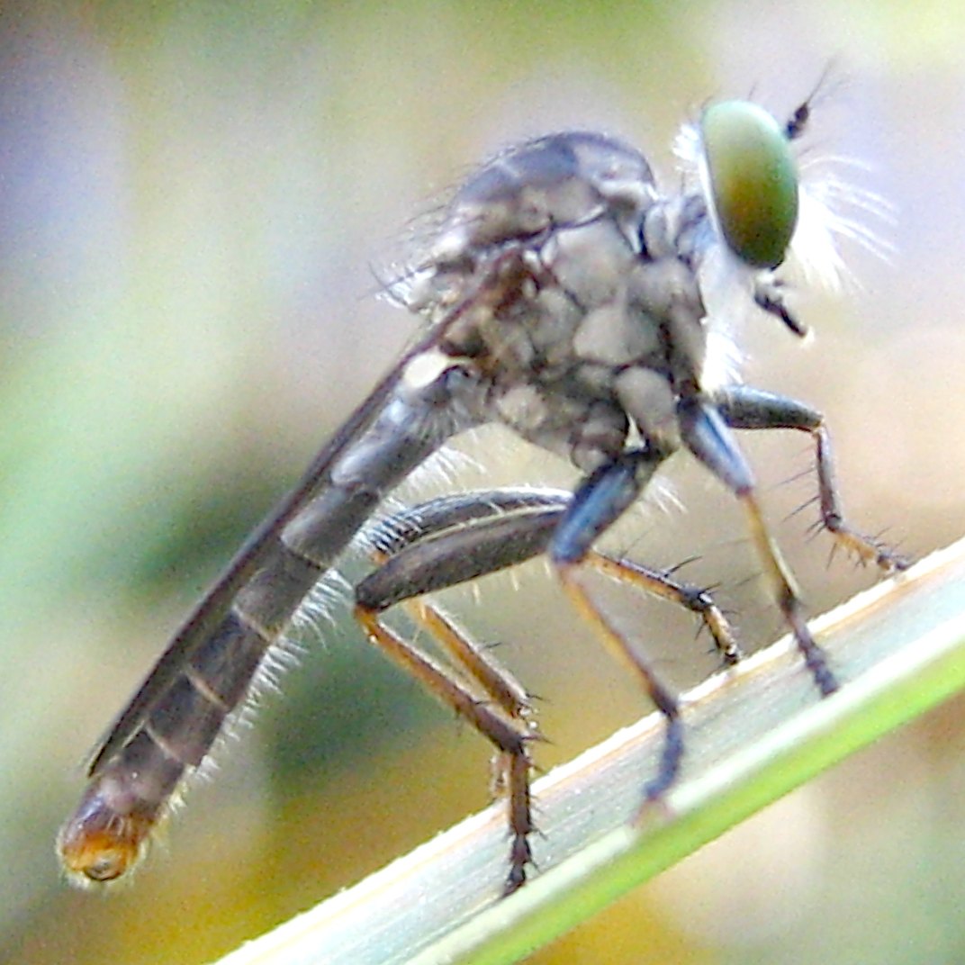 A grey robber fly on a grass blade