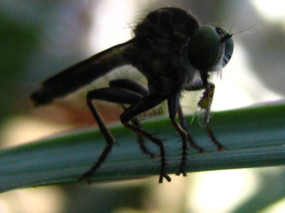 A dark, almost black robber fly standing on a leaf.