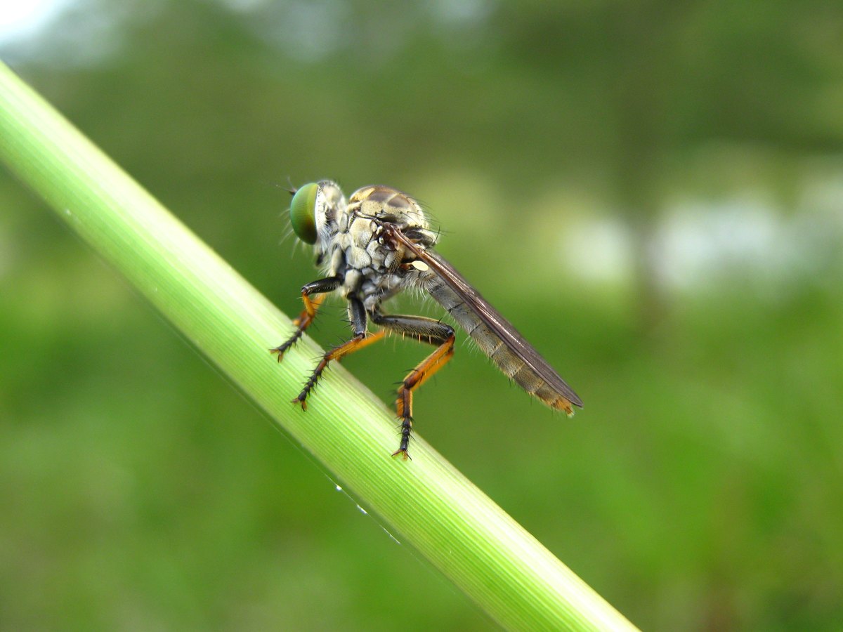 A small grey robber fly with orange legs perched on a green grass stem.