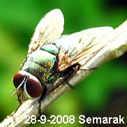A greenbottle, Lucilia, on a twig
