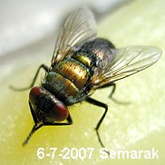 A metallic green-bronze fly with red eyes on a pale leaf.