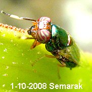 A fly with a green abdomen and banded eyes on a green leaf.