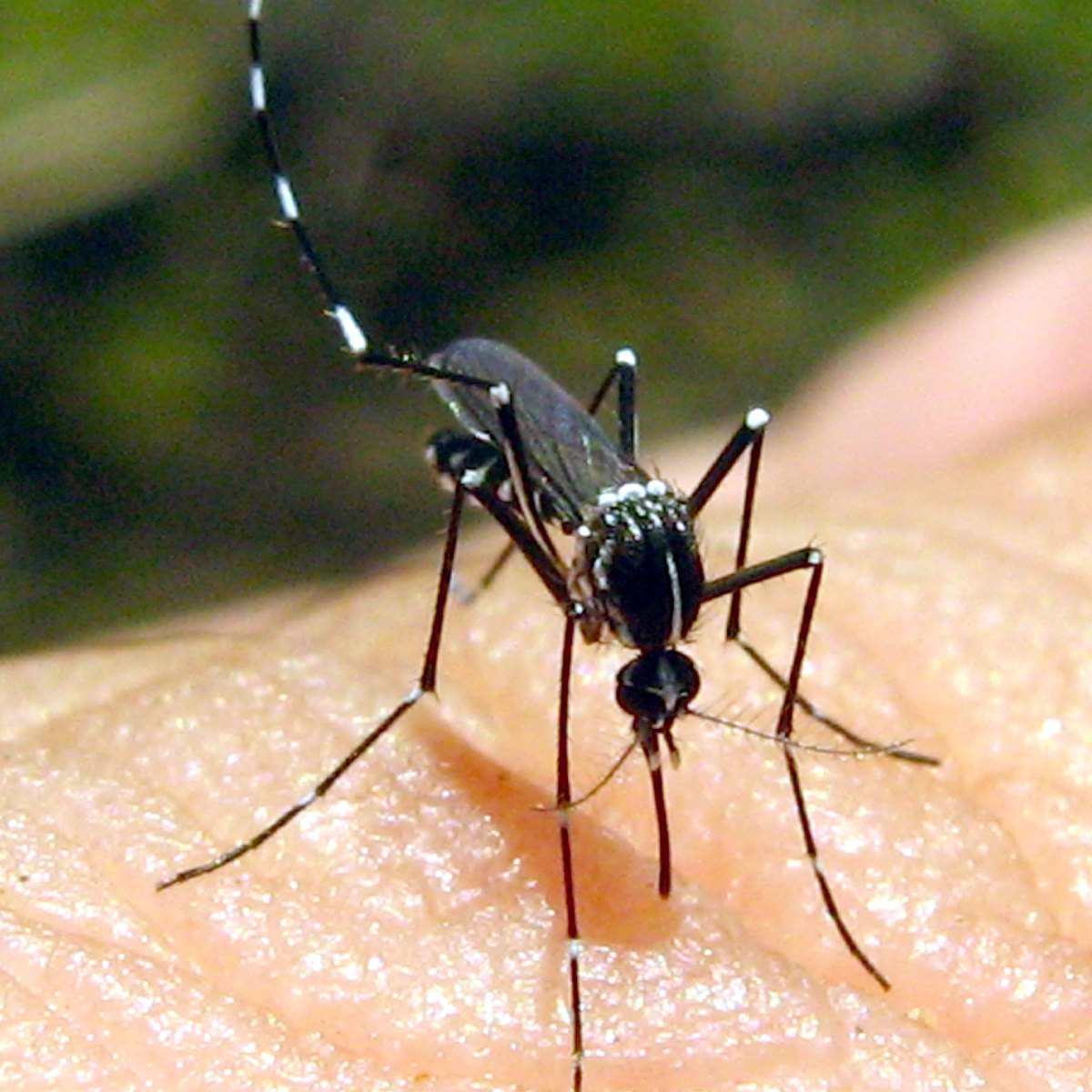 A black-and-white mosquito standing on the skin of a hand.