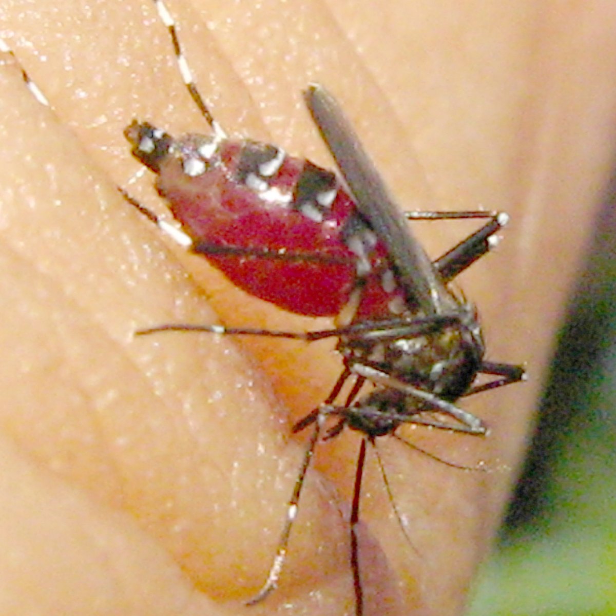 The mosquito with a fully swollen, bright red abdomen.